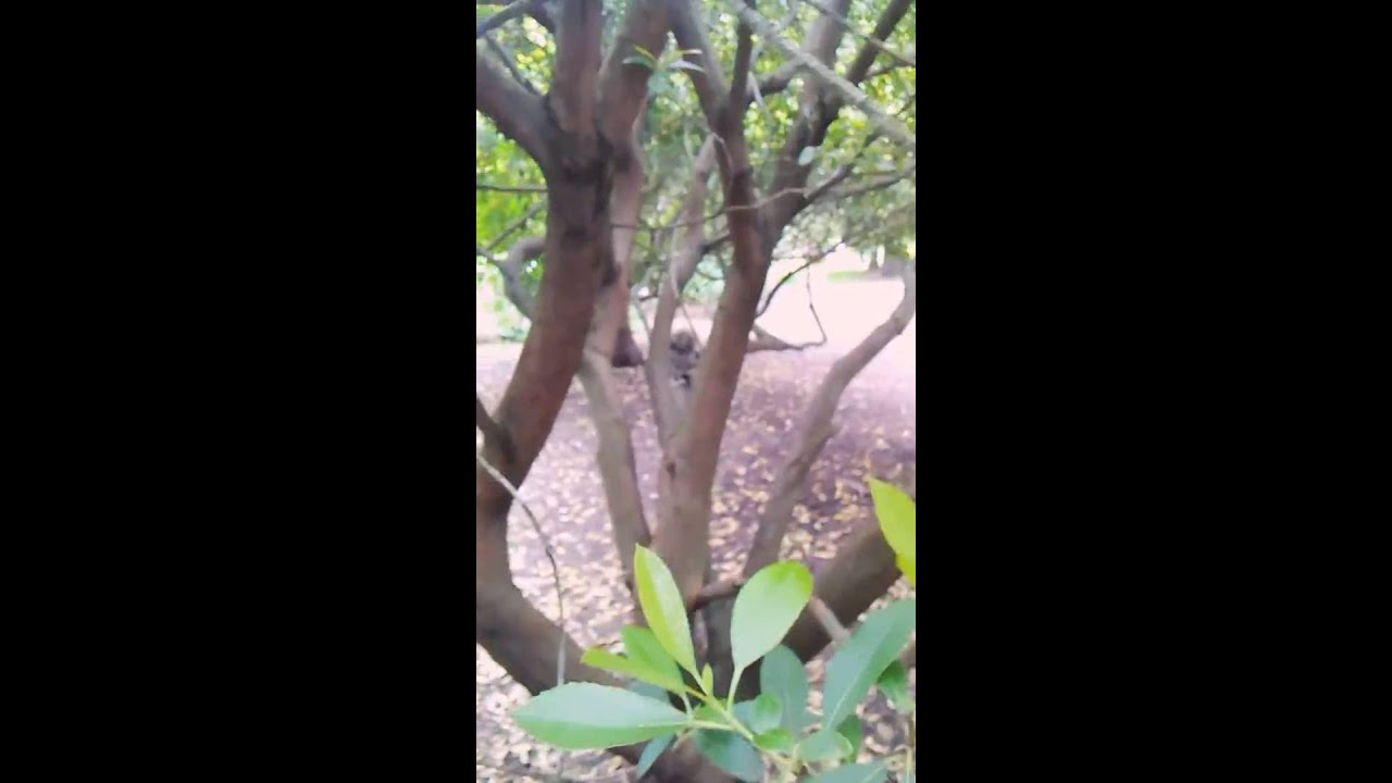 Interview With A Squirrel