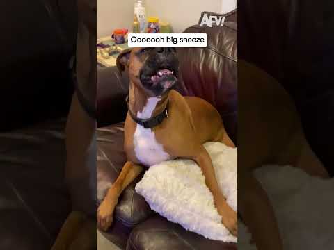This dog's sneeze is absolutely unhinged 😂