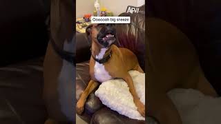 This dog's sneeze is absolutely unhinged 😂