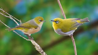 Soothing Birdsong - Soothe the nervous system and create a harmonious space -Relaxing natural sounds by Gsus4 Officical 597 views 10 days ago 10 hours, 15 minutes