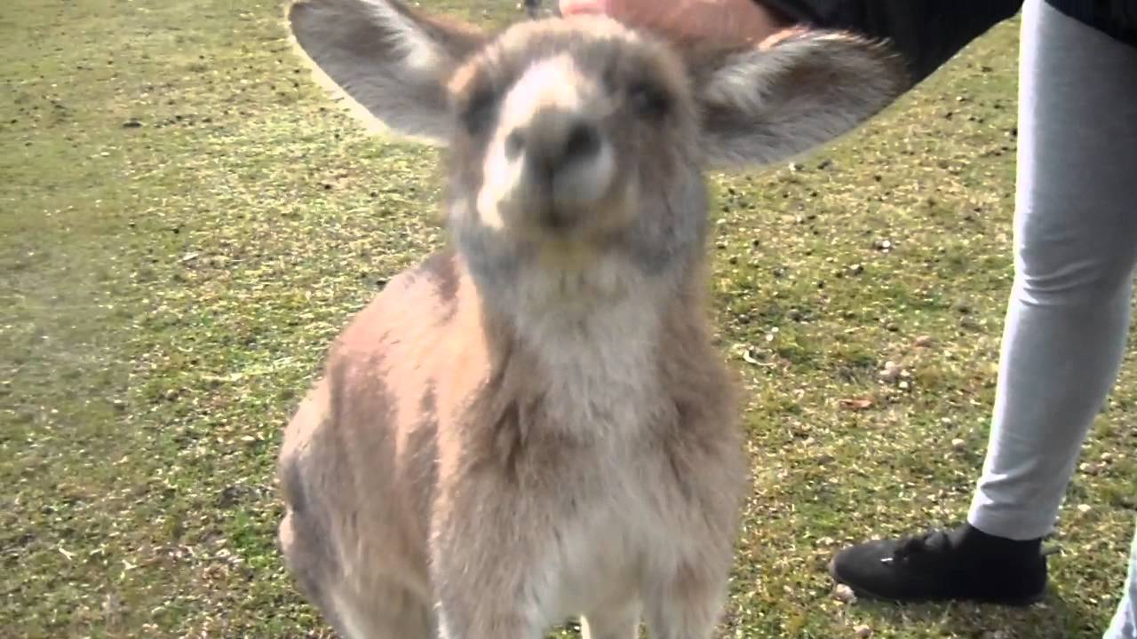 Australia, Petting Wild Grey Kangaroos