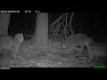 2 Bobcats vs Coyote (turn the volume up)