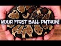 Things to consider when buying your first ball python!