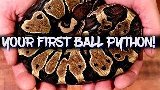 Things to consider when buying your first ball python!