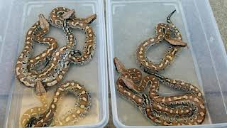 Python bromgersmai incubation temperature experiment