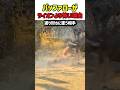 【衝撃】ライオンが返り討ちに？百獣の王でバレーボールするバッファローの怪力！　#バッファロー #ライオン #野生の王国 #動物の不思議 #地上最強 #shorts #自然の掟 #雑学 #アフリカ