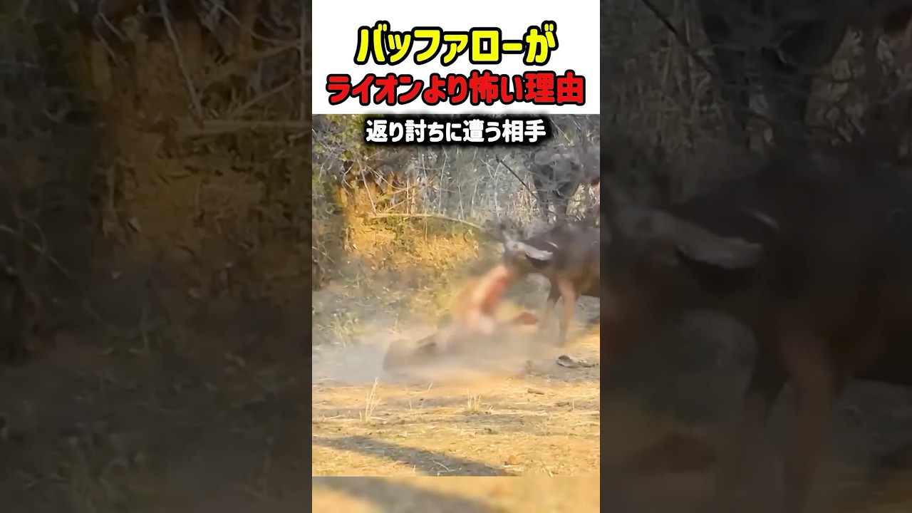 【衝撃】ライオンが返り討ちに？百獣の王でバレーボールするバッファローの怪力！　#バッファロー #ライオン #野生の王国 #動物の不思議 #地上最強 #shorts #自然の掟 #雑学 #アフリカ