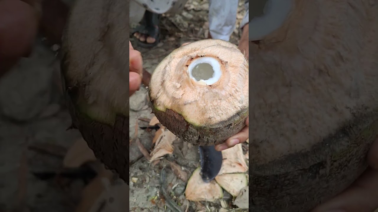 fresh coconut cutting process 