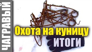 Охота на куницу капканами | итоги и планы Охота на куницу капканами | итоги и планы