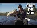 Jointed pro shad x ti pro harness