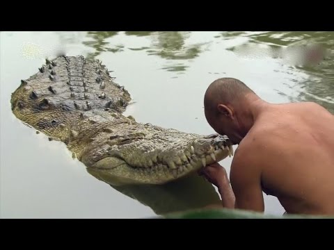 Video: Gli alligatori possono essere addomesticati?