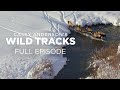 Bison Adaptations in Winter