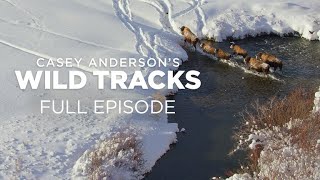 Casey Anderson s Wild Tracks 105 Backyard Bison
