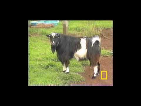 Обморочные козы