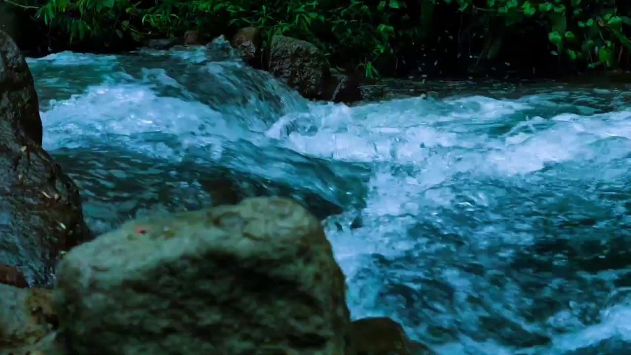 🌊 **Gentle River Sounds for Sleep & Relaxation | Calming Forest Stream Live**