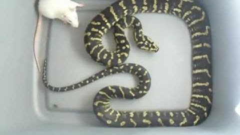Jungle Carpet Python