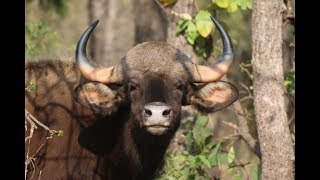 Tadoba Andhari Tiger Reserve - Part 1 Indian Gaur