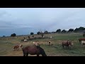 конь и корова видят в первый раз городского человека