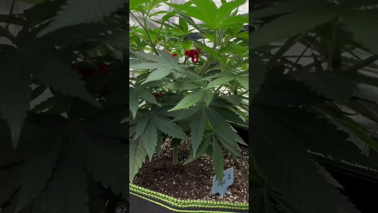 Barney’s Farm vs Exotic Genetix week 6 veg