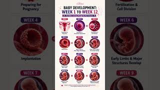 Baby Development: Week 1 to 12 | Fetal Development Week by Week | First Trimester Baby Development