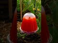volcano shaped tomato timelapse 🍅🌋 satisfying AI fruit mold #shorts