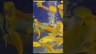 aquarium amazingaquarium fishaquarium | yellow morph fish |