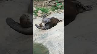 Giant Otters at Zoo Atlanta May 2019(7)