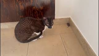 Cornish Rex is a hunter🙈😽☝️... by Diana Horn 91 views 1 year ago 26 seconds