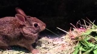 Cottontail bunny rabbit eating a piece of grass. by Paulina0618 122 views 9 years ago 31 seconds