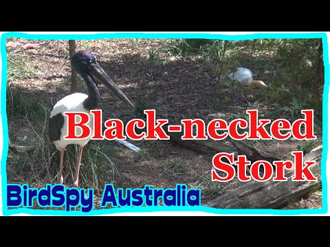Black-Necked Stork aka