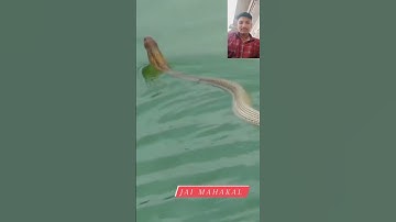 mahadev status mahakal video #shivshiv #status #funnyanimal #snaketalk #reptile #mahadev