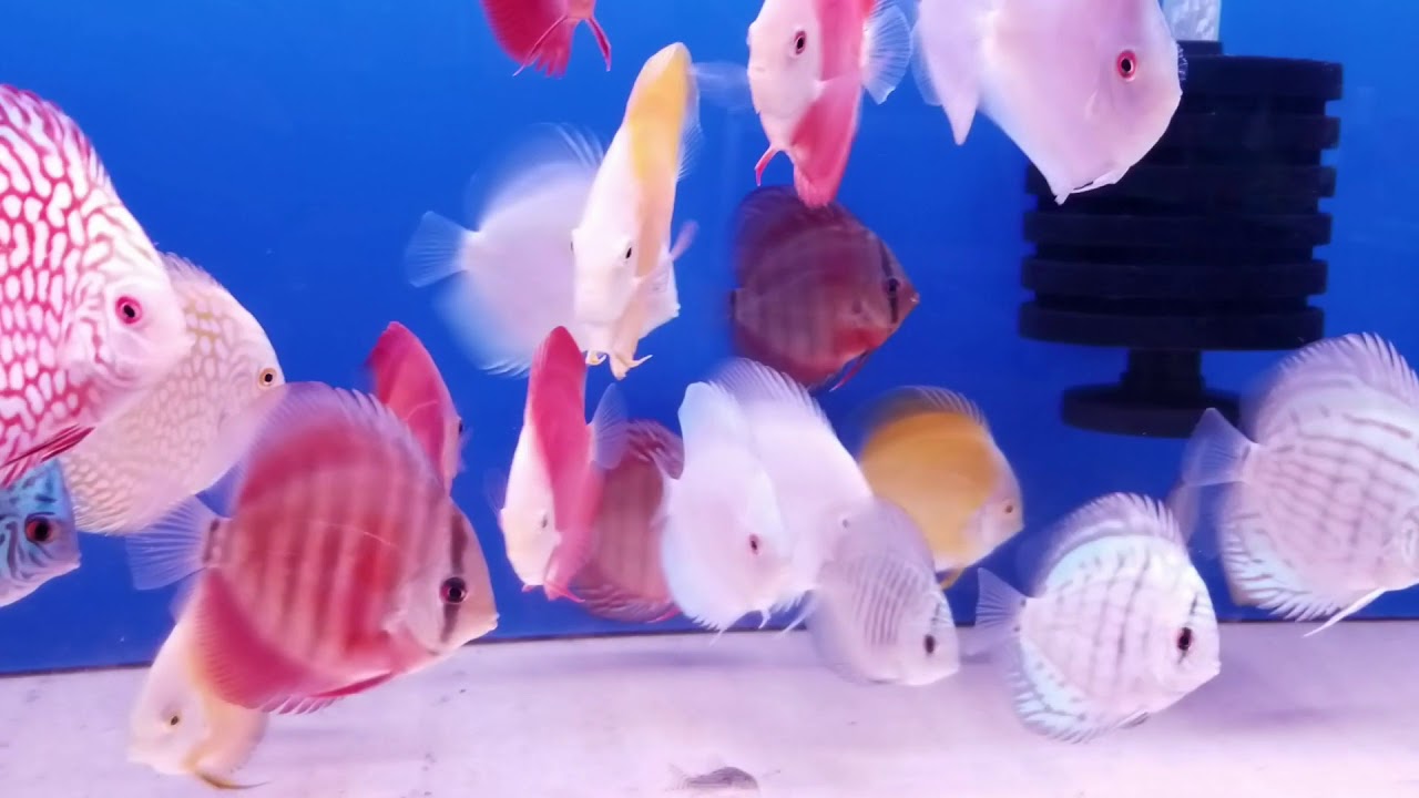 Discus fish Malaysia shipment 11/26/18 YouTube