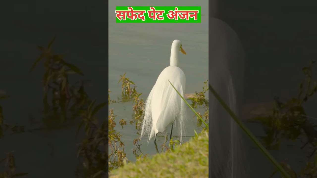White heron fishing 