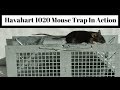 Havahart 1020 Mouse Trap In Action With Pet & Wild Mice. Live Catch Cage Trap.