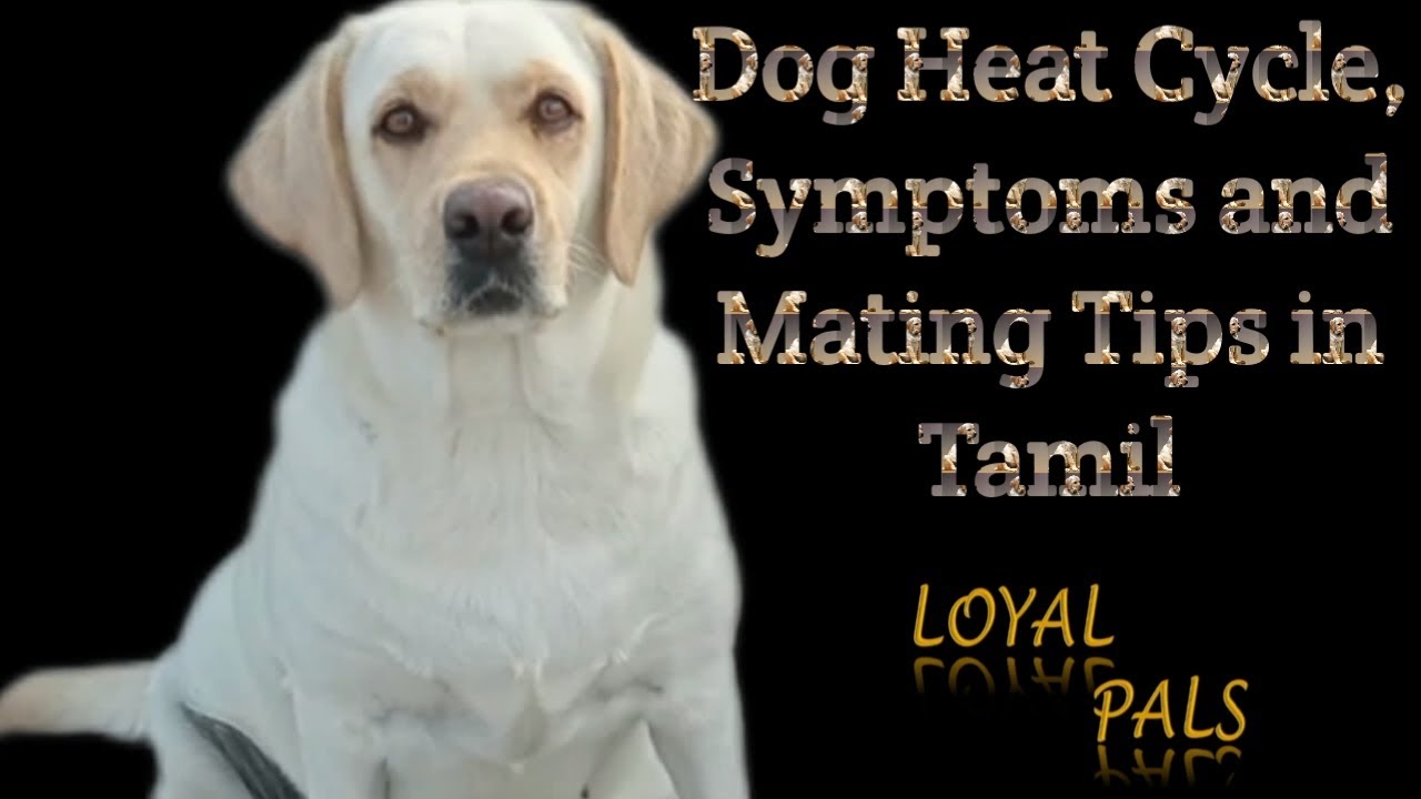 Dog Heat Cycle Heat Symptoms Mating Time How to maintain Dog in