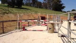 Pumpkin free jumping
