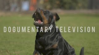 The best 20+ how to make a rottweiler a guard dog