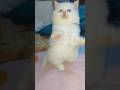 جايبة الجمال ده منين Funny Animals Cat Cats Kitten قطط مضحكة Catlover Cute قطط Kitty Pets 