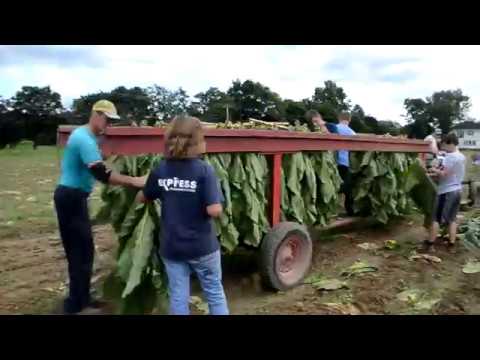WHAT DOES IT LOOK LIKE? Harvesting broadleaf tobacco in Hatfield, MA