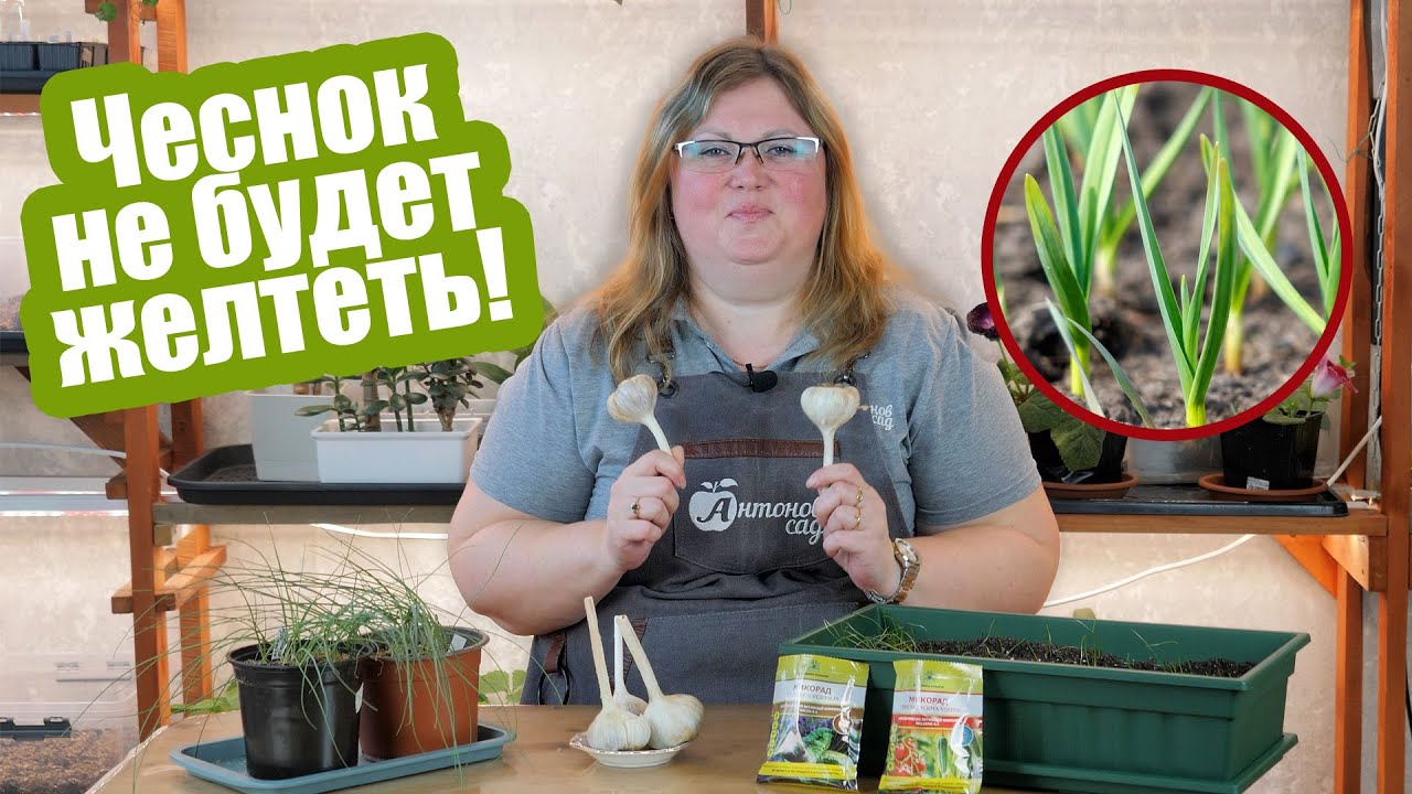 Желтеет чеснок?! Не страшно! Вот 5 способов как это исправить!