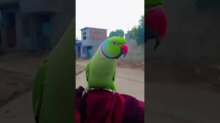 kitne pade Bhai ##parrottalking