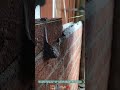 Bricklaying Techniques for Artistic Walls- Satisfying jobs and machinery in the world