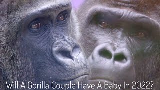 Will A Gorilla Couple Have Another Baby In 2022? | Kyoto Zoo