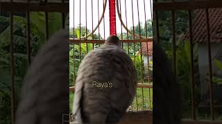 Download Lagu Pancinngan Perkutut lokal gacor 100% Ampuh MP3