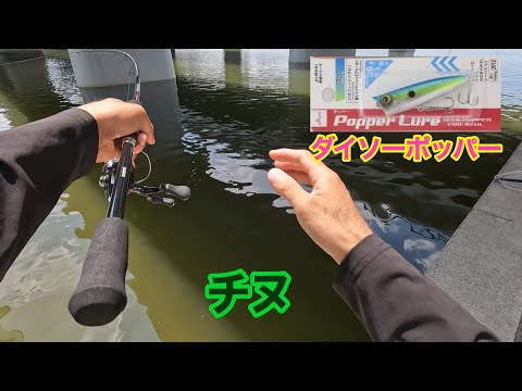 初心者がダイソーホッパーでチヌは釣れるのか！？