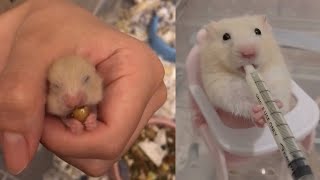 Most Adorable Rats - Cute Rat Compilation 2021