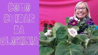 Como Cuidar Da Flor Gloxinia Flávia Kremer