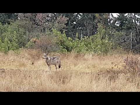 A group of Indian wolfs