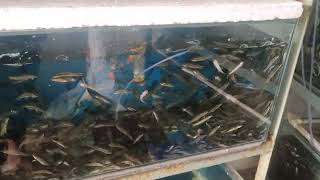 Available garra rufa fish @ Doctor Fish supply All over India 9892840572