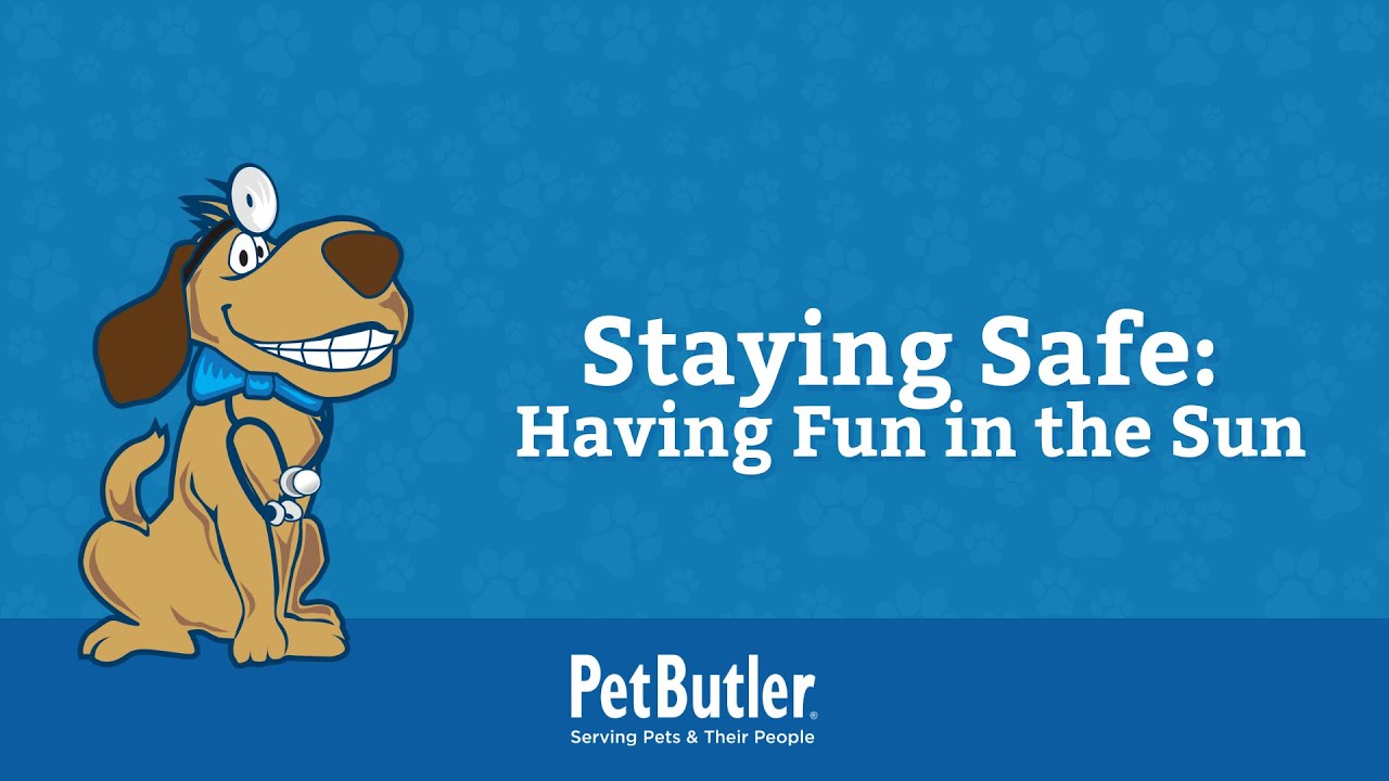 Tips to Keep Your Dog Safe in the Sun